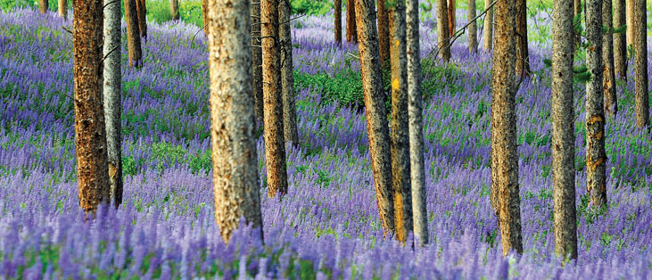 lupines